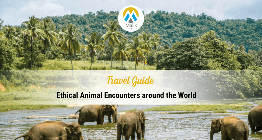 Ethical Animal Encounters around the World